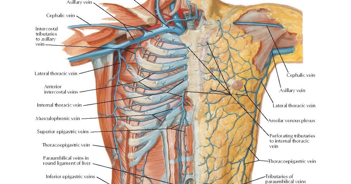 Visual Anatomy 視覚解剖学